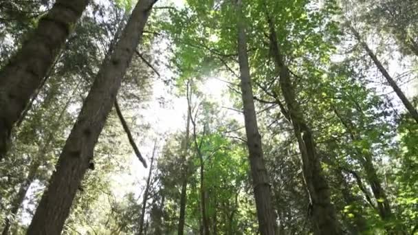 Árvore Tiro Floresta Panning Para Baixo Para Menina Andando Trilha — Vídeo de Stock
