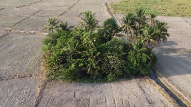 Vista Aérea Arbusto Verde Coqueiro Solo Seco Campo Arroz — Vídeo de Stock