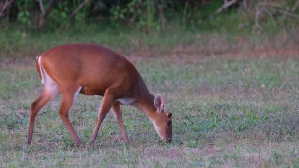 いくつかの草の上に吠える鹿 Muntiacus Muntjak放牧その後 捕食者が安全になるために警戒して頭を上げる カオヤイ国立公園 — ストック動画