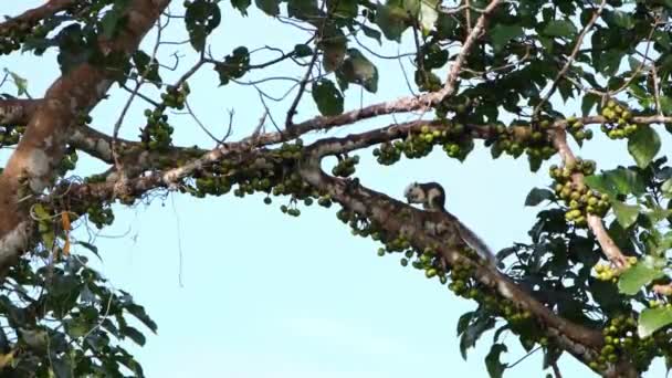 Scoiattolo Finlayson Scoiattolo Variabile Callosciurus Finlaysonii Visto Mangiare Con Entrambe — Video Stock