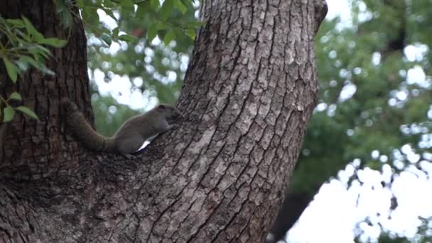 アスキレル杭州の中国の公園で木に登る スローモーション — ストック動画