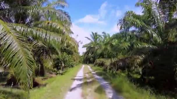 Poruszanie Się Małej Wiejskiej Drodze Plantacji Palmy Olejowej — Wideo stockowe