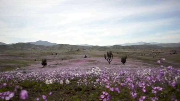 阿塔卡马盛开的沙漠 地球上最干旱的沙漠中的一个不寻常的现象 — 图库视频影像