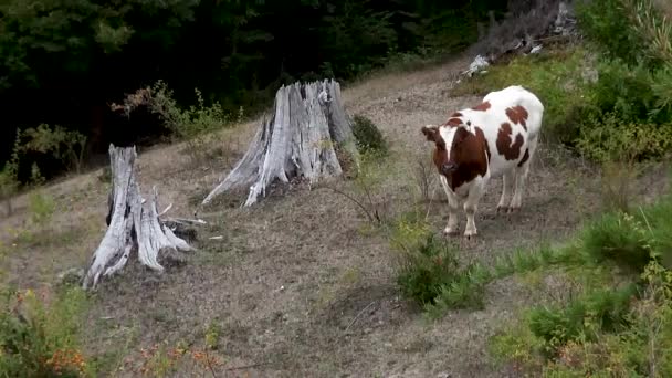 Una Mucca Vicino Vulcano Villarrica Pucn Cile — Video Stock