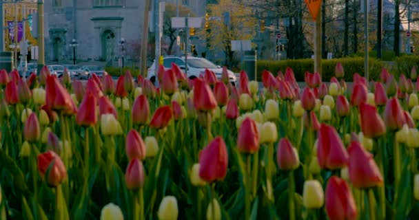 渥太华市中心郁金香节园及街道向教堂倾斜 — 图库视频影像