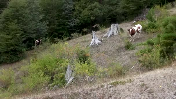 Uma Vaca Perto Vulcão Villarrica Pucn Chile Abril 2015 — Vídeo de Stock