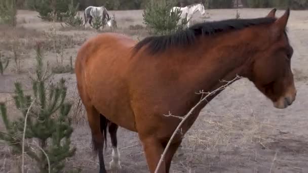 Pferd Ensenada Nach Dem Vulkanausbruch Puerto Montt Chile Vulkan Calbuco — Stockvideo