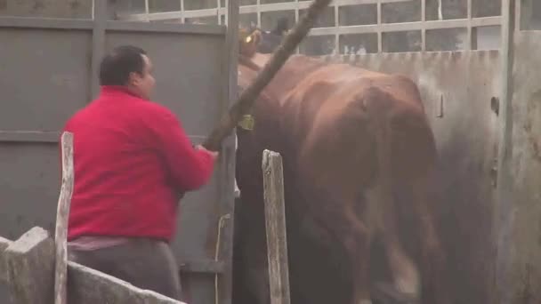 Hombre Niño Están Evacuando Sus Animales Vacas Después Erupción Del — Vídeos de Stock