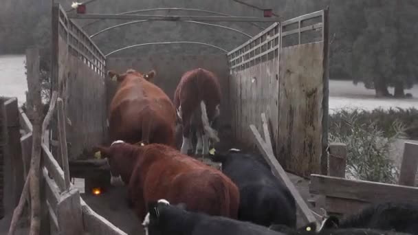 Cows Being Evacuated Calbuco Volcano Eruption Puerto Aysen Chile — Stock Video