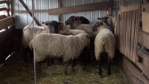 Sheeps Truck Being Evacuated Calbuco Volcano Eruption — Stock Video