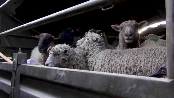 Schafe Einem Lastwagen Der Nach Ausbruch Des Vulkans Calbuco Evakuiert — Stockvideo