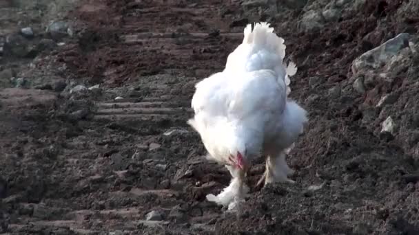 Kycklingar Som Söker Föda Ett Land Täckt Vulkanisk Lahar Efter — Stockvideo