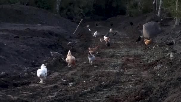 Kycklingar Som Söker Föda Ett Land Täckt Vulkanisk Lahar Efter — Stockvideo