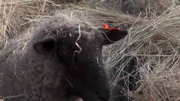 Schapen Een Vrachtwagen Die Wordt Geëvacueerd Uit Vulkaanuitbarsting Van Calbuco — Stockvideo