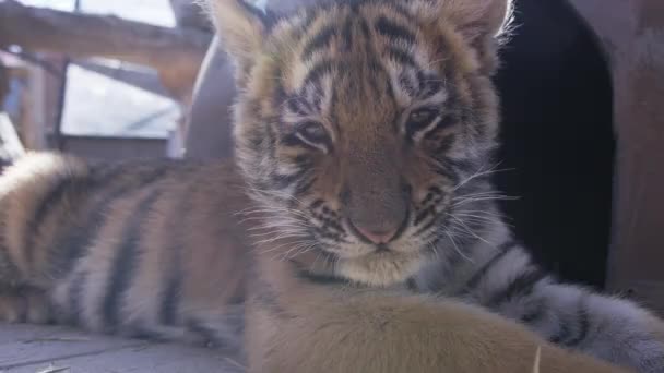 Tiger Cub Big Cat Captivity — Stock Video