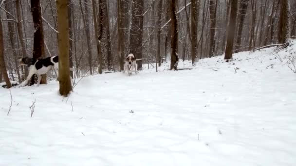 Perro Cazador Corriendo Nieve Cámara Lenta — Vídeo de stock