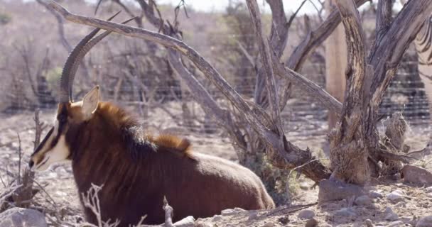 Sable Antelope Relaxing Hot Summer Day Turns Away Camera — Stock Video