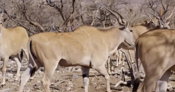 African Eland Gehoord Woestijn Lopen Cross Frame Slow Motion — Stockvideo