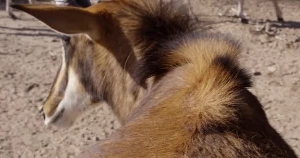 Sable Antilopa Otočit Fotoaparátem Zádech Zpomalení — Stock video