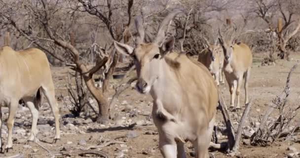 Afrikaanse Eland Gehoord Woestijn Close Slow Motion — Stockvideo