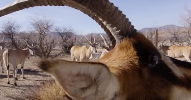 Sable Antilop Close Front Heard African Eland Slow Motion — Stock video