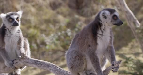 Lemur Maymunları Ağaç Dalına Oturmuş Etrafa Bakınıyor Yavaş Çekim — Stok video