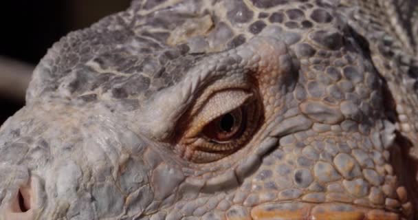 Reptil Ögon Blinkar Extrem Närbild Orange Iguana — Stockvideo