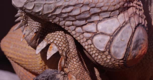 Orange Iguana Deagon Scales Close Jowls Slow Motion — Stock Video