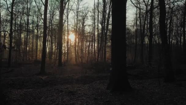 Sonnenaufgang Durch Einen Dunklen Und Nebligen Wald — Stockvideo