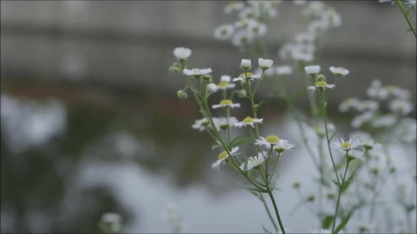 Квіти Парку Хогс Оттаві — стокове відео