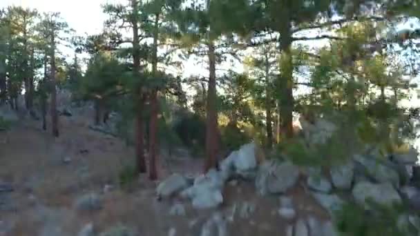 Drohne Hebt Zwischen Kiefern Sonne Stochert Durch Bäume — Stockvideo