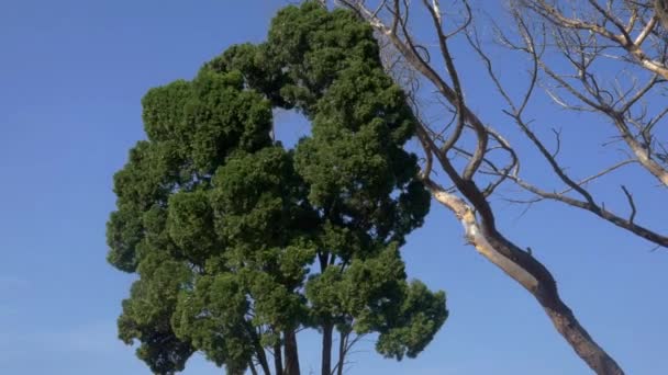 Uma Árvore Sopra Vento Dia Céu Azul Claro — Vídeo de Stock