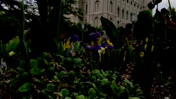 Terra Inclinazione Del Tempio Mormone Salt Lake City — Video Stock