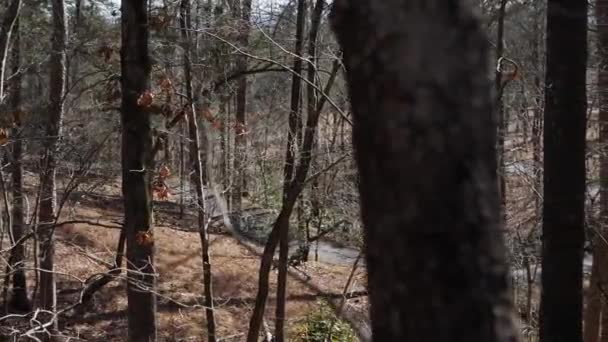 森の中の道路 木の前のスローモーションパン — ストック動画