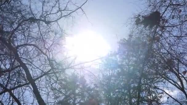 Soleil Brille Travers Les Branches Des Arbres Mouvement Lent — Video