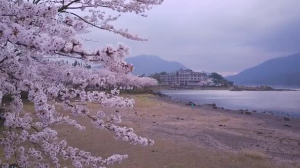 Sakura Kirschblüten Blühen Voller Blüte Und Wehen Wind Fuji Five — Stockvideo