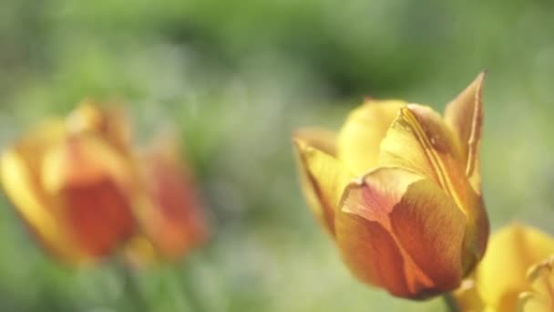 Tulipany Ogrodzie Zieloną Trawą Tle Słoneczny Dzień — Wideo stockowe