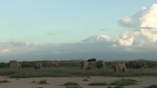 ครอบคร วของช างแอฟร Loxodonta Africana งหาอาหารพร อมก เขา Kilimanjaro ในพ — วีดีโอสต็อก