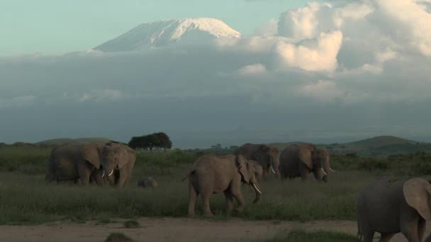 Familia Elefantes Africanos Alimentándose Junto Con Monte Kilimanjaro Fondo Con — Vídeos de Stock