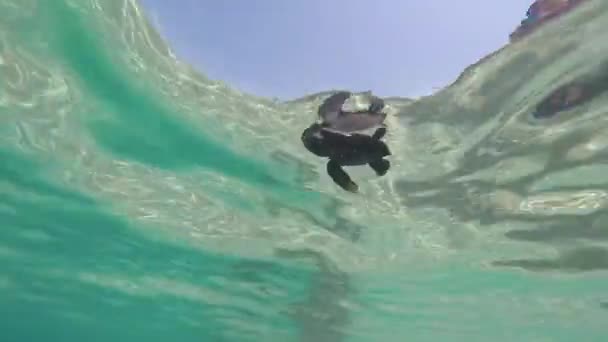 在游览日本黑岛海滩的人类中 海龟宝宝第一次在海里游泳 — 图库视频影像