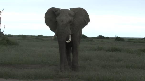 Afrikansk Elefant Loxodonta Africana Tjur Lyssnar Och Börjar Därifrån Sett — Stockvideo
