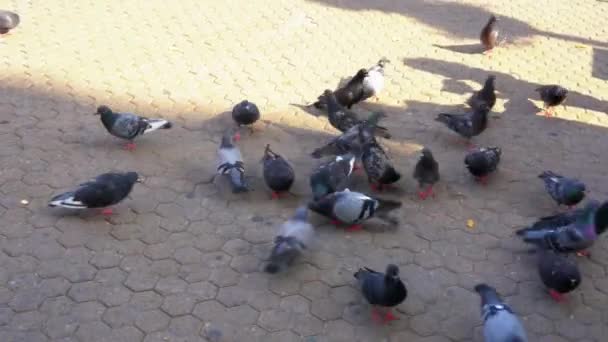 Pidgeon Voeden Straten Van Zagreb Kroatië — Stockvideo