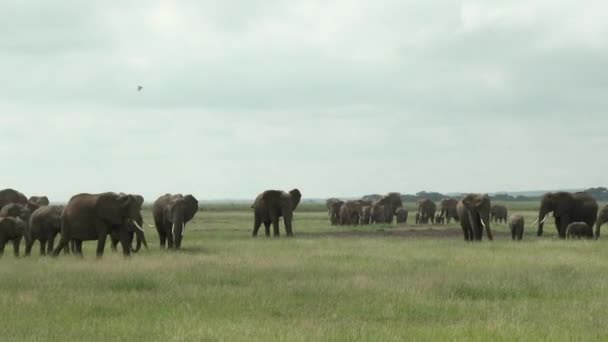 Семья Африканского Слона Loxodonta Africana Идущая Вместе Через Луга Амбосели — стоковое видео