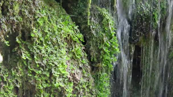 Mały Wodospad Towarzyszącym Dźwiękiem — Wideo stockowe