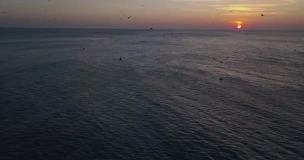 Sonnenuntergang Mit Fliegenden Vögeln Video — Stockvideo