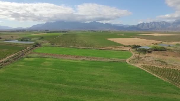 Perbesar Mendorong Keluar Rekaman Udara Dari Kebun Anggur Afrika Selatan — Stok Video