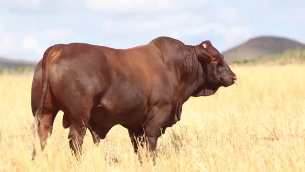南アフリカの緑豊かなフィールドでの牛の放牧のいくつかのサンタGertruida品種 — ストック動画