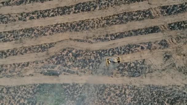Drone Πυροβόλησε Κυκλώνοντας Ένα Κοπάδι Της Santa Gertruida Φυλή Αγελάδων — Αρχείο Βίντεο