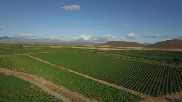 Ekstrem Bred Antenne Optagelser Fra Drone Flyver Vingård Sydafrika – Stock-video
