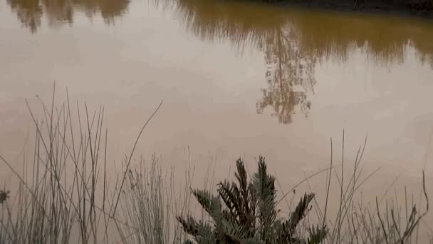 Paesaggio Cenere Dopo Eruzione Del Vulcano Calbuco Ensenada Puerto Montt — Video Stock